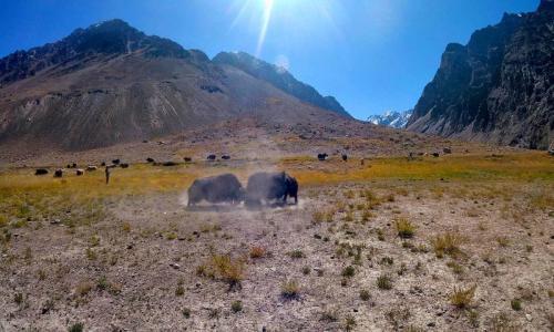 chapchingol pass sonia peak